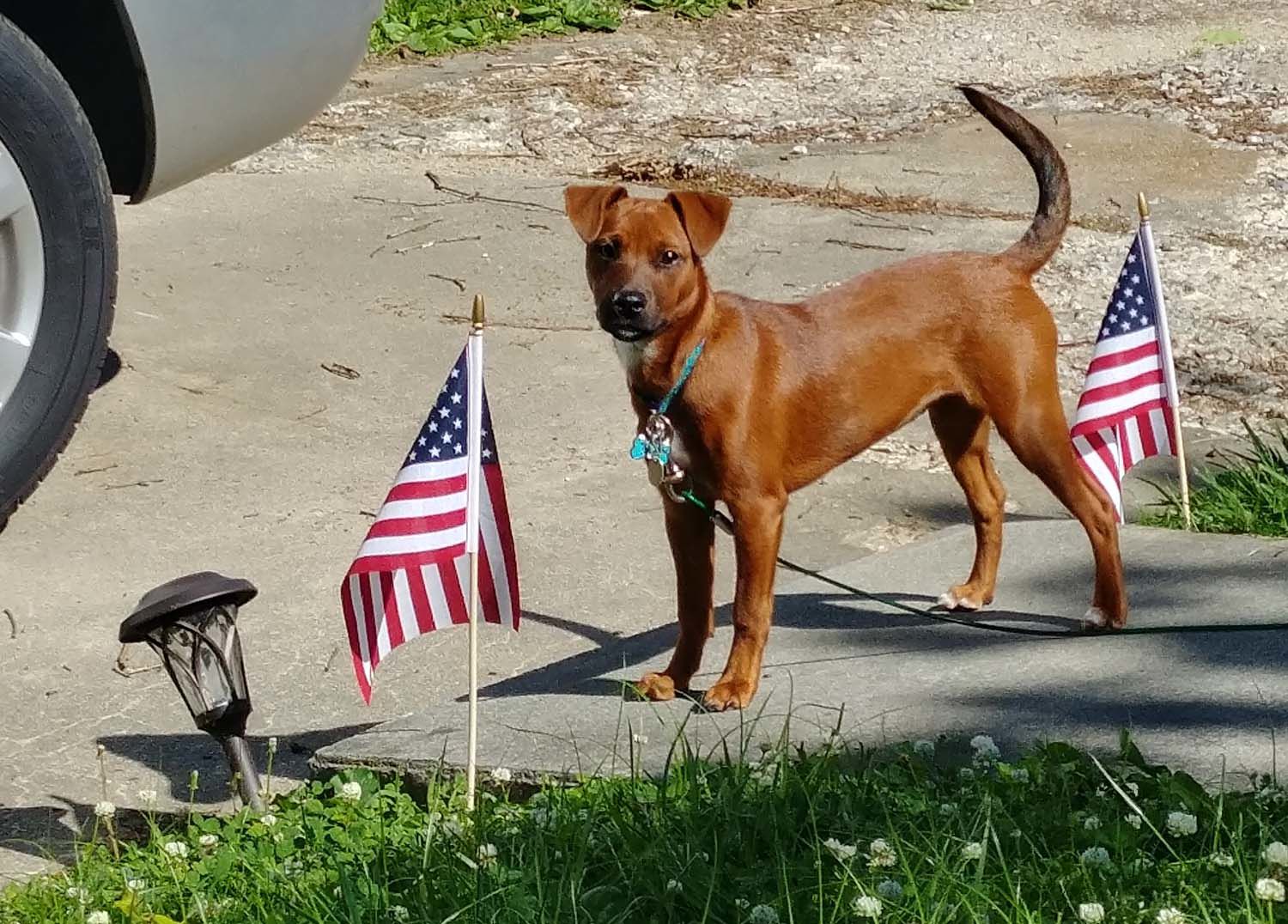 Patriotic pup